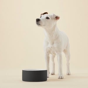 Award-Winning Cooling Water Bowl for Pets from Hogan Parker. Modern Luxury Dog and Pet Accessories. Ceramic technology. Black and white. 