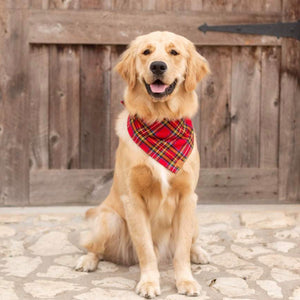 Luxury dog accessories from Hogan Parker. Flannel tartan bandana. Holiday dog products. 