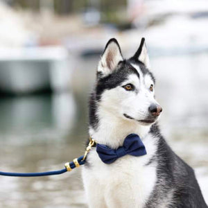 Luxury dog accessories from Hogan Parker. Classic navy blue bow tie. 