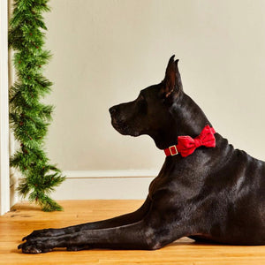 Luxury dog accessories from Hogan Parker. Flannel bow tie in red Aberdeen plaid. Winter holiday dog accessories. 