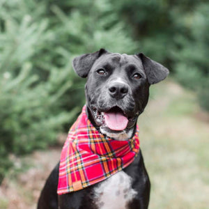 Luxury dog accessories from Hogan Parker. Flannel tartan bandana. Holiday dog products. 