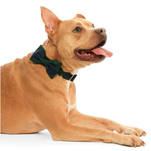 Modern Luxury Dog Apparel and Products from Hogan Parker. Dapper dog bow tie in blue green black watch plaid. 