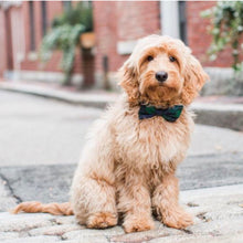 Load image into Gallery viewer, Luxury dog accessories from Hogan Parker. Black Watch Plaid bow tie. Festive winter holiday dog accessories. 
