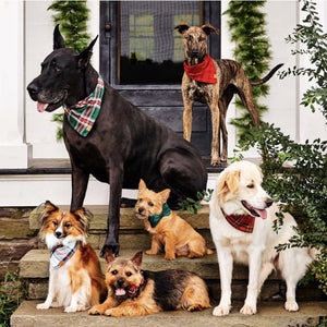 Luxury Winter Holiday Dog Apparel and Products from Hogan Parker. Dapper dog flannel bandana. Group photo.
